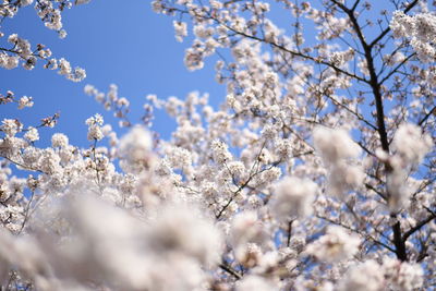 Low angle view of white flowers on tree branch