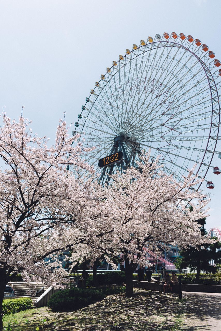 LOW ANGLE VIEW OF CHERRY BLOSSOM TREE