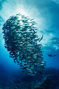 School of bigeye trevally, underwater photography