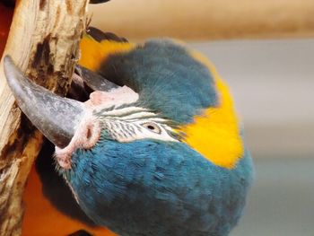 Close-up of parrot perching on branch