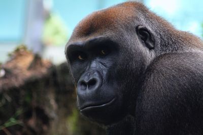 Close-up portrait of monkey