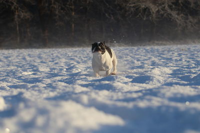 Dog on snow covered landscape during winter