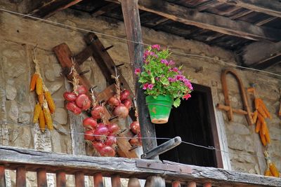 Low angle view of fruits hanging on building