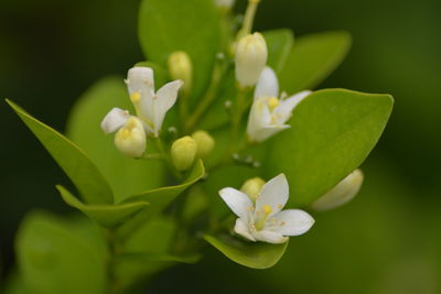 Close-up of orange jasmine flowering plant