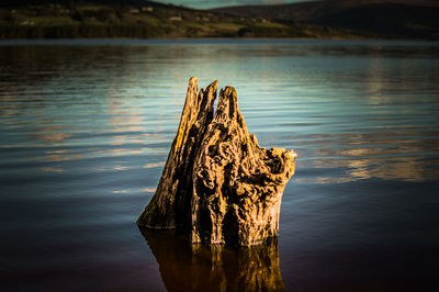 Close-up of driftwood in lake