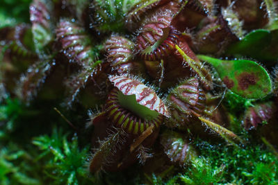 Close-up of turtle in sea