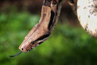 Close-up of snake