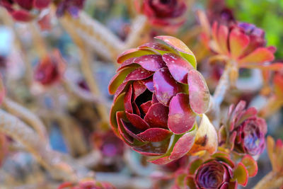 Close-up of pink flowering plant