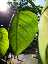 Close-up of fresh green leaf in water