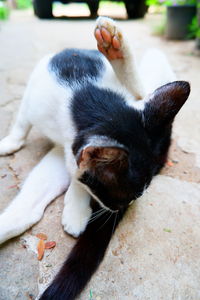 Close-up of a cat sleeping