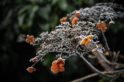 Close-up of flowers