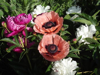 Close-up of pink flowering plants