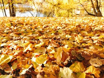 Close-up of autumn leaves on tree