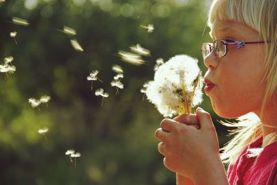 Close-up of cropped hand holding dandelion