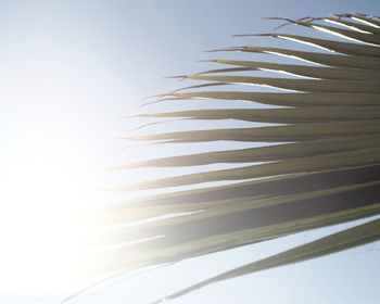 Low angle view of palm tree against clear sky