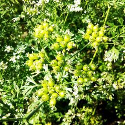 Close up of yellow flowers