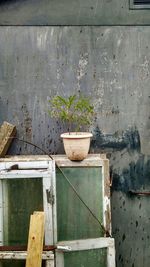 Plants against wooden wall