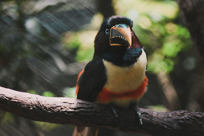 Close-up of a bird perching on tree