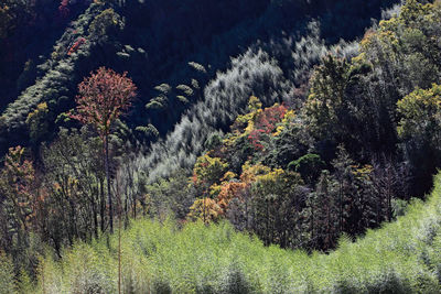 View of trees and plants in forest