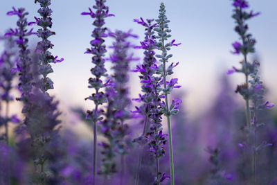 Close-up of purple flowers blooming against sky