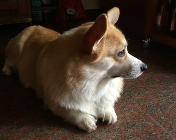 Close-up of dog looking away at home