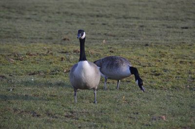 View of birds on field