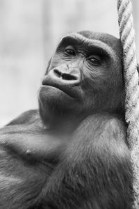 Portrait of young man looking away in zoo