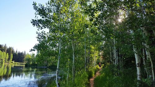 Trees growing in forest