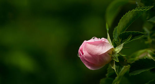 Close-up of pink rose