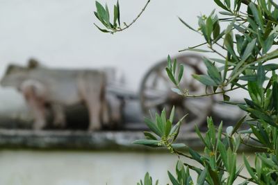 plant