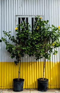 Potted plants on sidewalk against corrugated wall