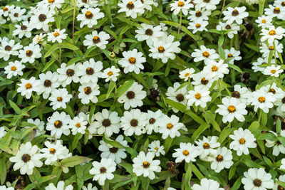 High angle view of white flowers blooming outdoors