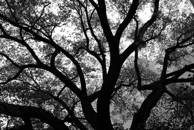 Low angle view of trees