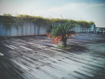 View of palm trees against sky