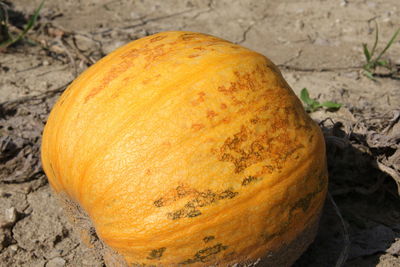 High angle view of pumpkins