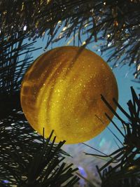 Close-up of tree trunk