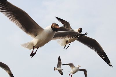 Low angle view of seagulls flying in sky