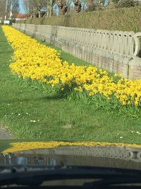 Yellow flowers on road