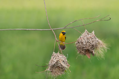 Close-up of bird perching on leaf