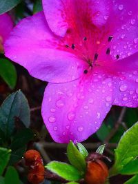 Close-up of pink flowers