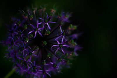 Close-up of purple flowers