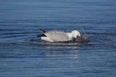 View of birds swimming in lake