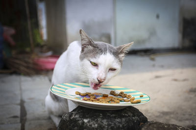 Close-up of cat eating food