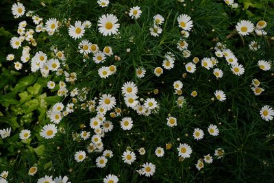 flowering plant