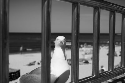 Close-up of a bird looking through window