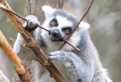 Close-up of monkey on tree