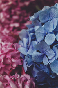 Close-up of pink hydrangea flowers