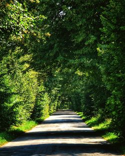 Road amidst trees in forest