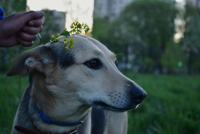 Close-up of dog looking away