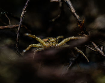 Close-up of crab spider